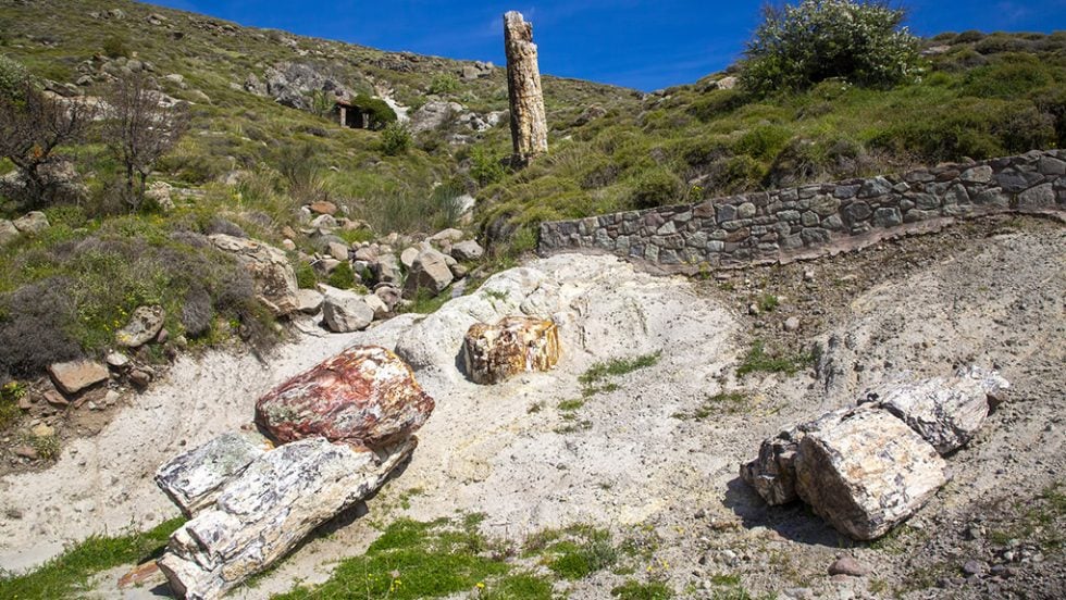 apolithomeno dasos sigri lesvos
